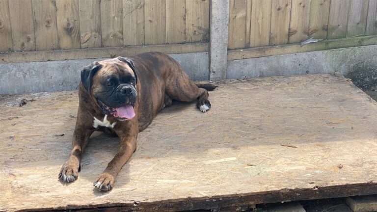 Day 7 Garden Firepit That Never Happened  | Creating Be More Wild HQ