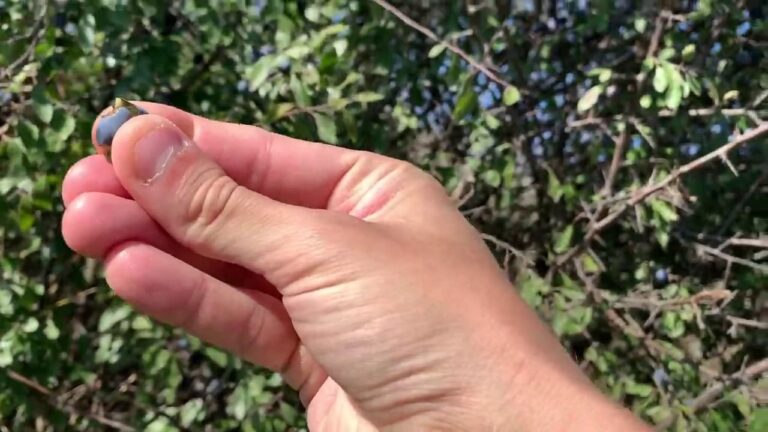 Foraging and Noticing Edible Plants Around You | Walk and Talk #3