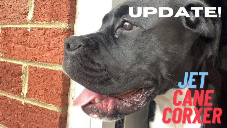 Introducing Jet The Cane Corxer, His First Hail Storm and What’s Next