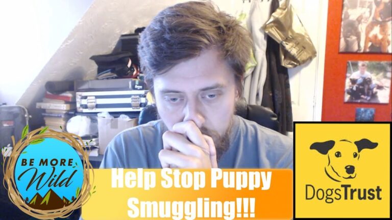 Stop Puppy Smuggling In The UK | Make Your Voice Heard